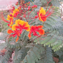 arizona plants