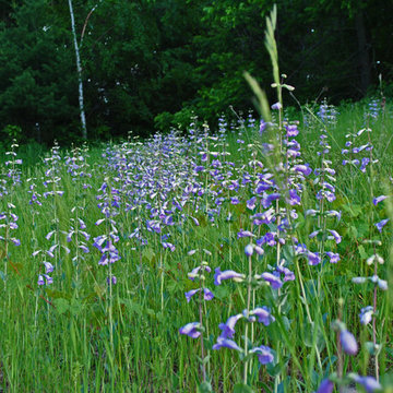 Large-Flowered Beard-Tongue (Penstemon grandiflorus)
