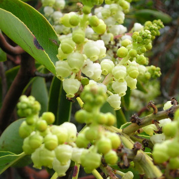 Pacific Madrone / Arbutus menziesii