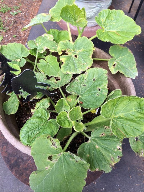 Pumpkin plants yellowing leaves & rot! HELP