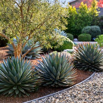 Front Yard Maintenance Renovation