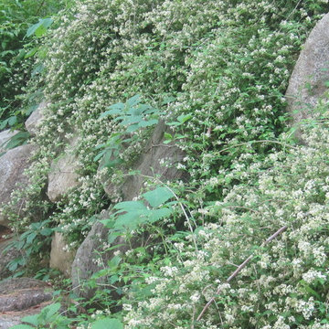 Stephanandra cascading over boulder wall