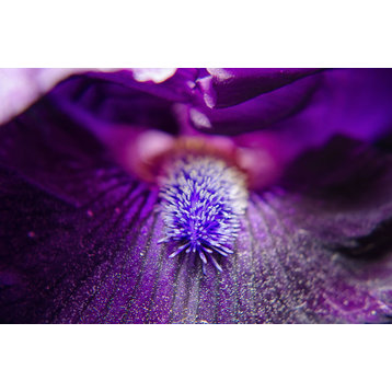 Eye of Iris Nature Photography, Floral Unframed Wall Art Print, 16" X 20"