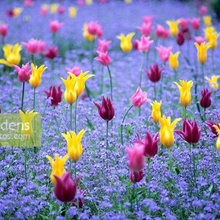 flower gardens