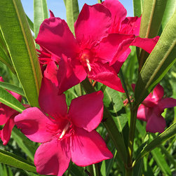 Current Featured Plants - Products