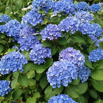 Hydrangea Festival Contest
