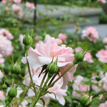 Garden Plants