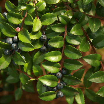 Evergreen Huckleberry