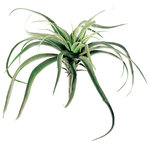 Silk Plants Direct - Silk Plants Direct Tillandsia Cactus - Green - Pack of 12 - One of the most popular ornamental indoor cactus plants, our Tillandsia Cactus will bring in the desert persona in your home décor. Our silk cactus and succulents will leave everyone speechless with its delightfully life-like looks and texture. Measuring 13" this faux cactus does not require any sort of maintenance.