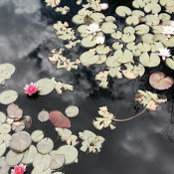 Young Jin Lee's photo