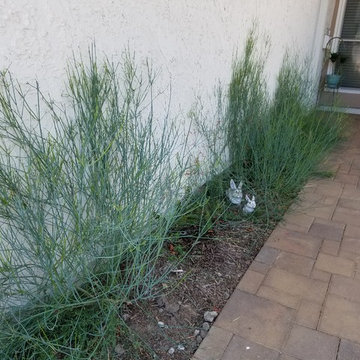 Irvine Front Yard