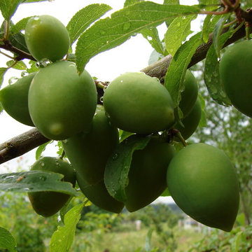 Permaculture/Farms
