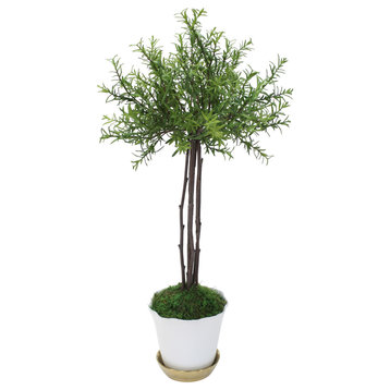 Small Thyme Tree in White Pot with Gold Saucer