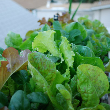 Growing Lettuce in Window Boxes