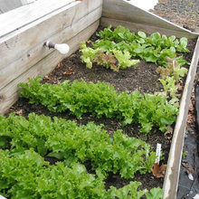 Greenhouse