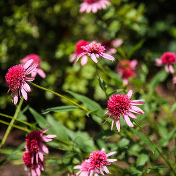 Coneflower