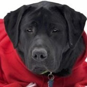 Betsy Nickel's photo