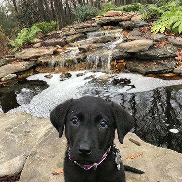our new addition, Luna