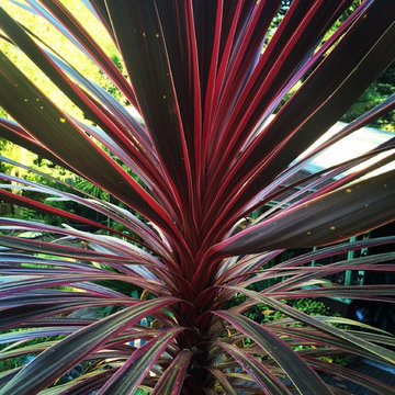 Kensington Collectors Garden