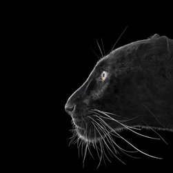 Animals - Photographs