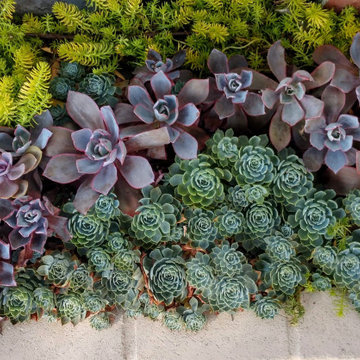 Divisadero