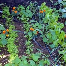 veggie garden
