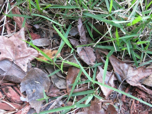What is this invasive grass taking over my lawn