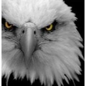 Michael Pope's photo