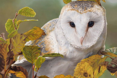 Through the Leaves (Barn Owl)
