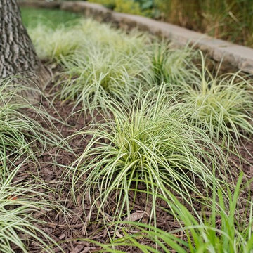 Front Yard Renovation