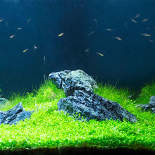 aquarium