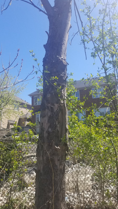 15y Sick Maple Trees