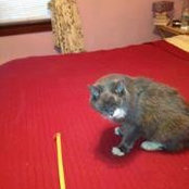 Wendelyn Hines Hayes's photo