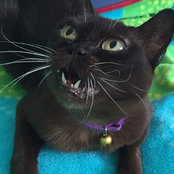 3browncats's photo