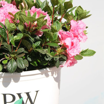 Bloom-A-Thon® Pink Double Rhododendron