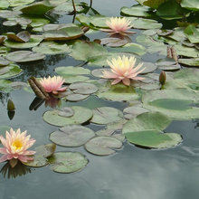 Pond