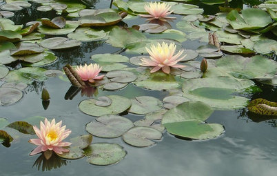 Which Plants Should I Choose for my Garden Pond?