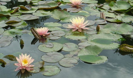 Which Plants Should I Choose for my Garden Pond?