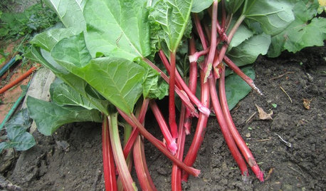 Rhabarber anbauen – fruchtige Gartenköstlichkeit im Frühsommer