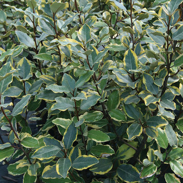 Olive Martini™ Elaeagnus Eleagnus x ebbengii 'Viveleg' PP20177