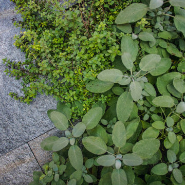 Il giardino rosso
