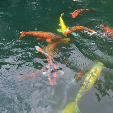 Biological Koi Ponds