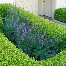 boxwood