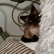 Claudette DeClemente's photo