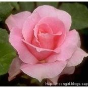 Rosalinda de Williamss foto