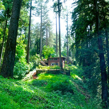 Towering redwoods