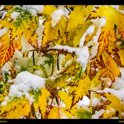 Autumn Maple Leaves in The Snow Colorado Fine Art - Artwork