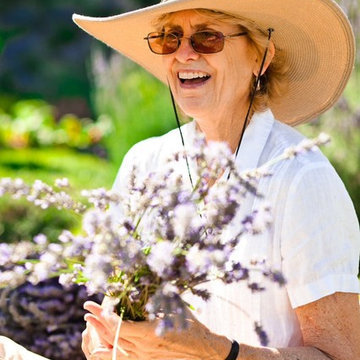 Lavender Harvest for Organic, Biodynamic Essential Oil Distillation