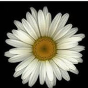 Suzanne Petty's photo