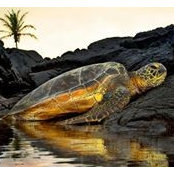 Manoa Davis's photo